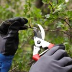 Tree & Shrub Care