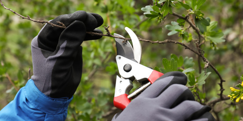 Tree & Shrub Care in Mayhew, North Carolina