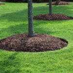Lawn Fertilization