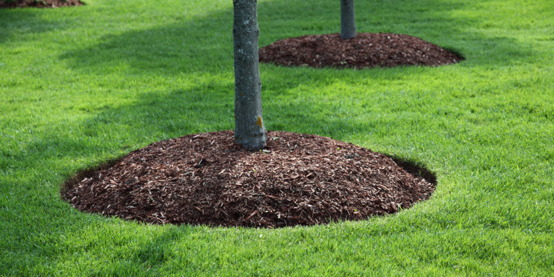 Lawn Fertilization in Cornelius, North Carolina