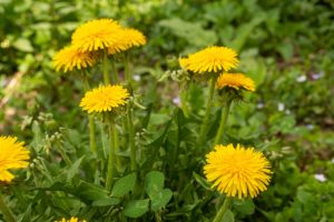 Weed Control: Common Garden Weeds and How to Eradicate Them