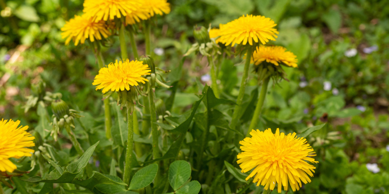Weed Control: Common Garden Weeds and How to Eradicate Them