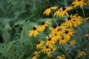 Xeriscaping: A Water-Saving Approach to Sustainable Landscaping