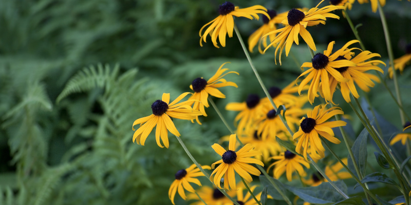 Xeriscaping: A Water-Saving Approach to Sustainable Landscaping