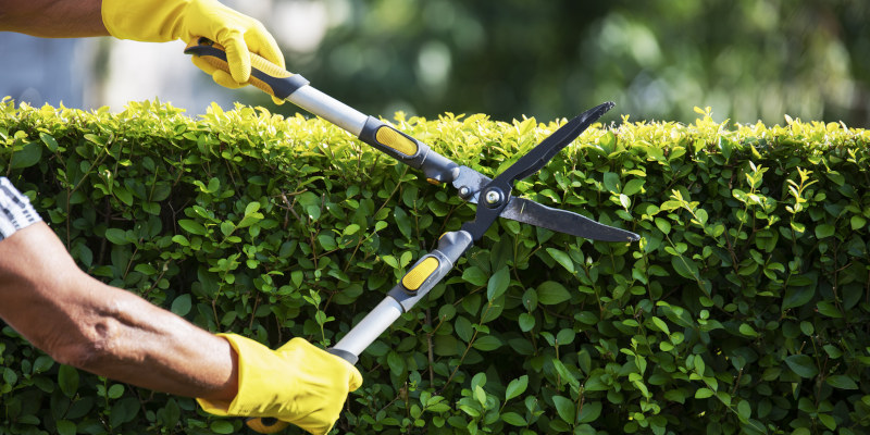 Shrub Pruning in Cornelius, North Carolina
