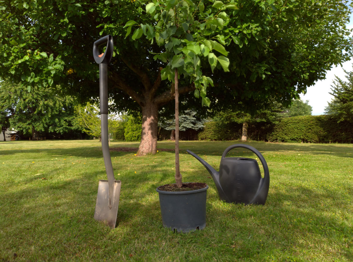 Shrub & Tree Installation