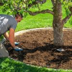 Tree Installation