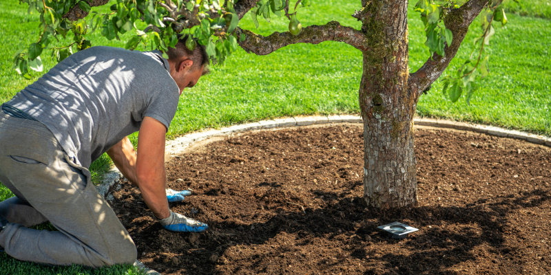 Tree Installation in Cornelius, North Carolina