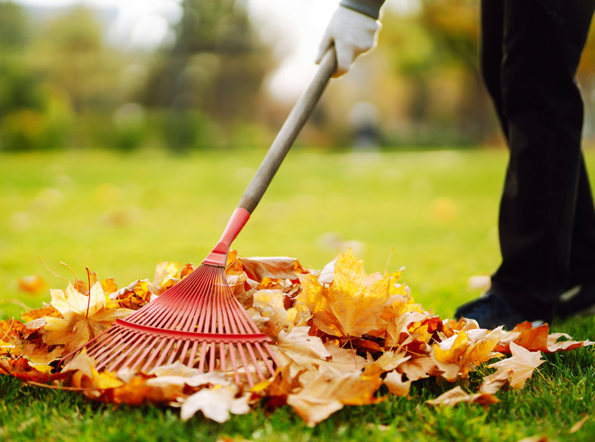 leaf removal