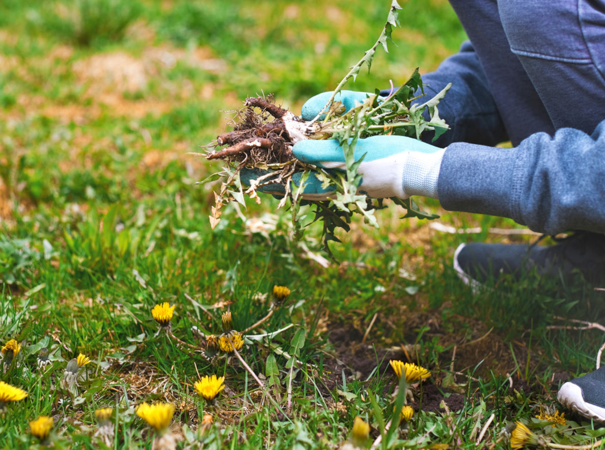 weed control