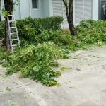 Tree Trimming