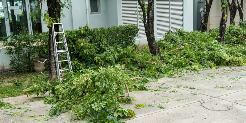 Tree Trimming in Cornelius, North Carolina