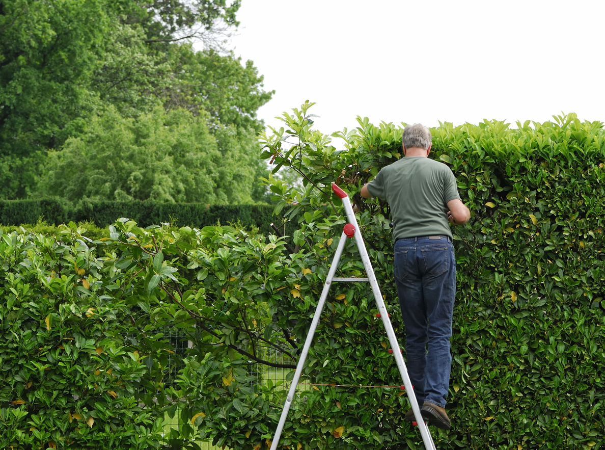 SHRUB AND TREE PRUNING
