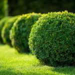 Shrub Installation