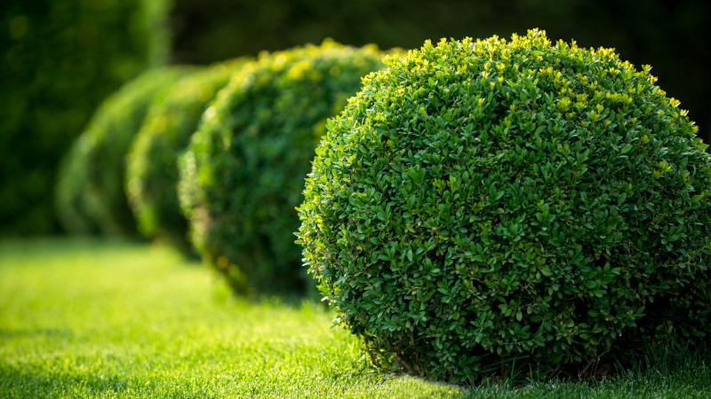 Shrub Installation in Cornelius, North Carolina