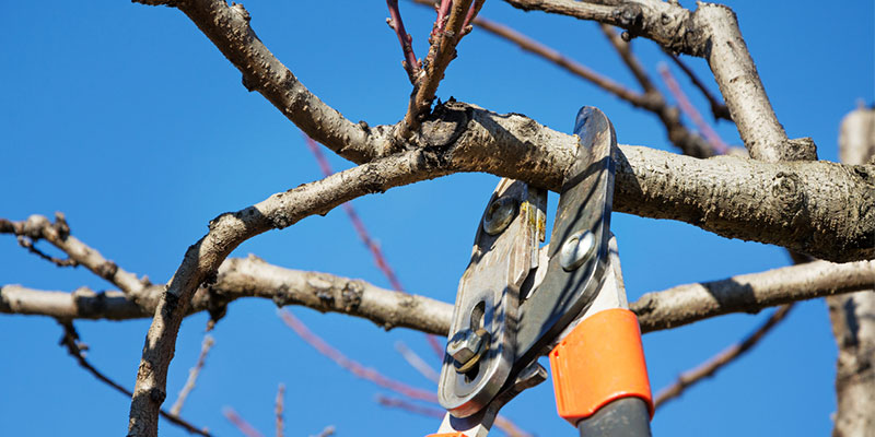 Three Key Tree Care Tips