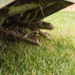 Core Aeration