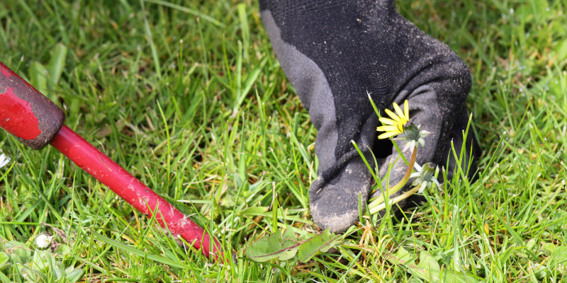 Weed Control in Cornelius, North Carolina