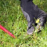 Weed Control