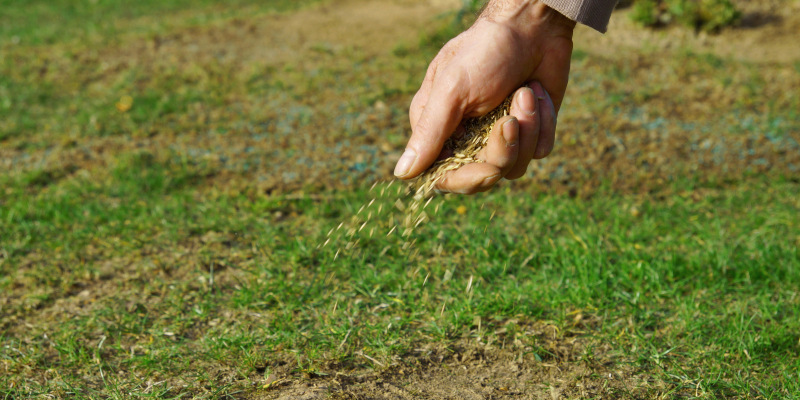 Overseeding in Cornelius, North Carolina