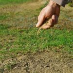 Overseeding